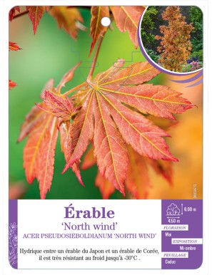 ACER PSEUDOSIEBOLDIANUM NORTH WIND voir Érable