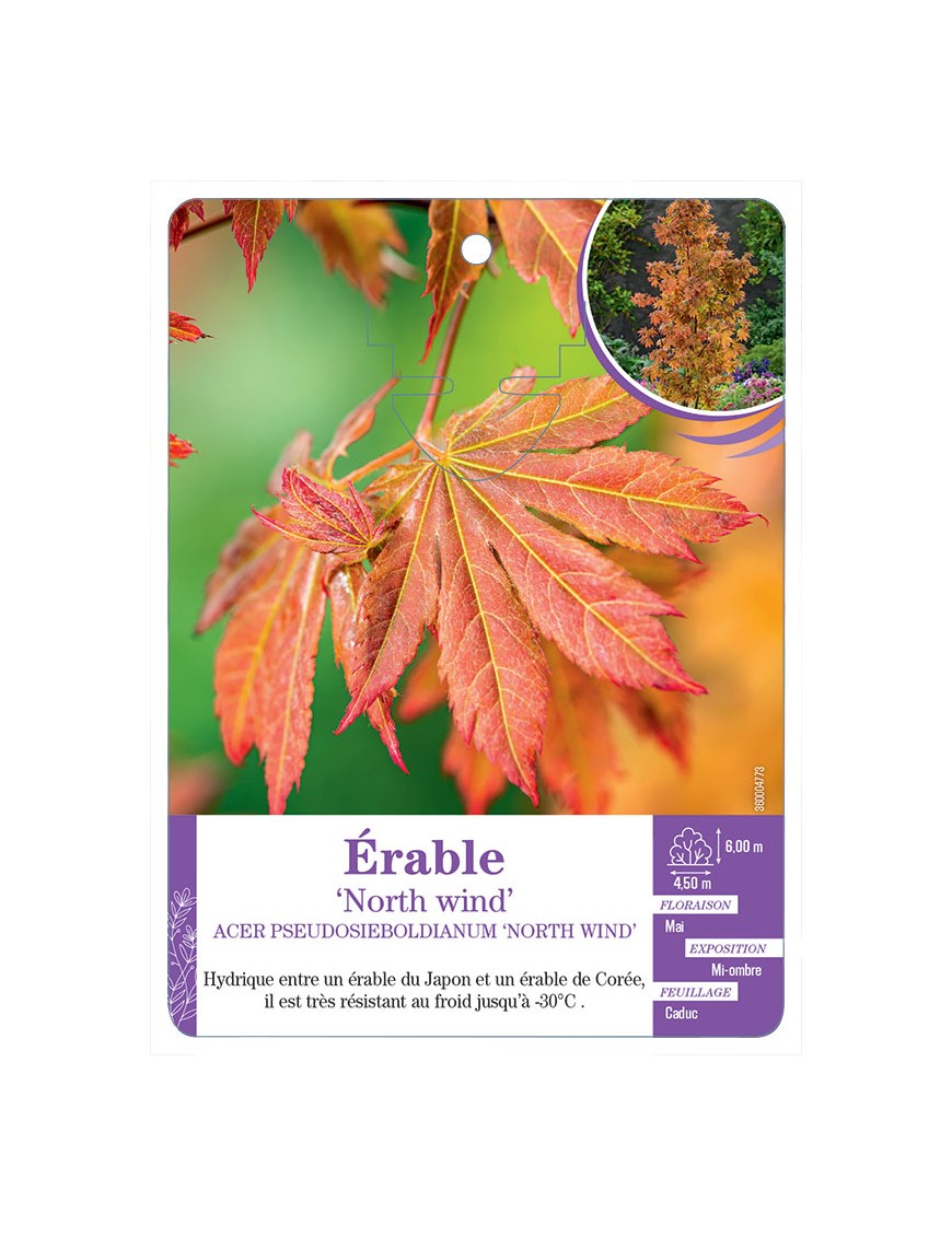 ACER PSEUDOSIEBOLDIANUM NORTH WIND voir Érable