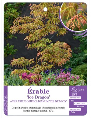 ACER PSEUDOSIEBOLDIANUM ICE DRAGON voir Érable