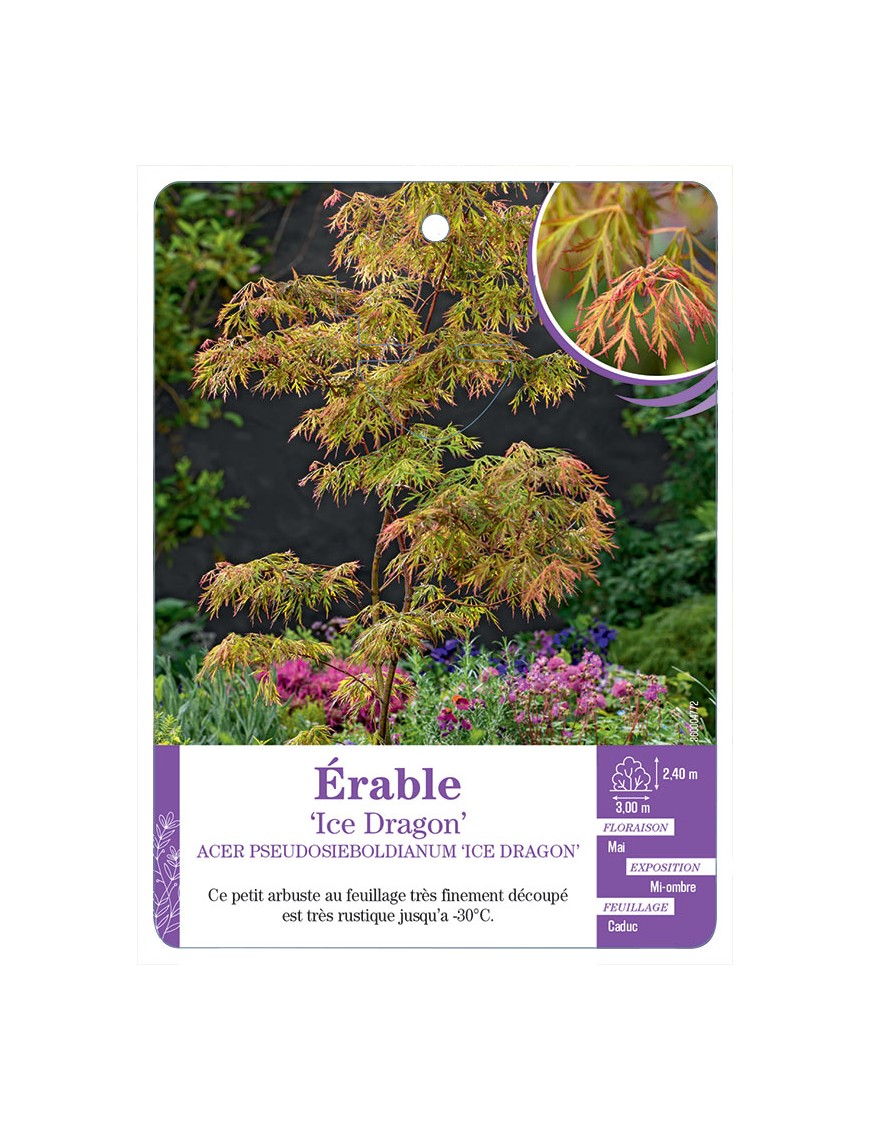 ACER PSEUDOSIEBOLDIANUM ICE DRAGON voir Érable