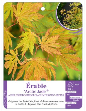 ACER PSEUDOSIEBOLDIANUM ARCTIC JADE® voir Érable