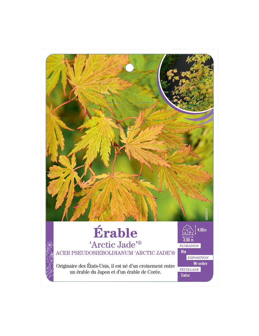 ACER PSEUDOSIEBOLDIANUM ARCTIC JADE® voir Érable