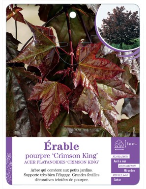 ACER PLATANOIDES CRIMSON KING voir Érable pourpre