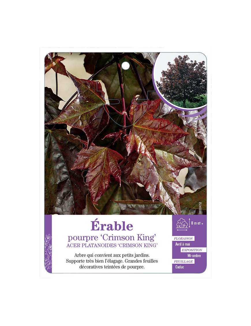 ACER PLATANOIDES CRIMSON KING voir Érable pourpre