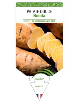 PATATE DOUCE BONITA