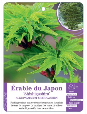 ACER PALMATUM SHISHIGASHIRA voir Érable du Japon