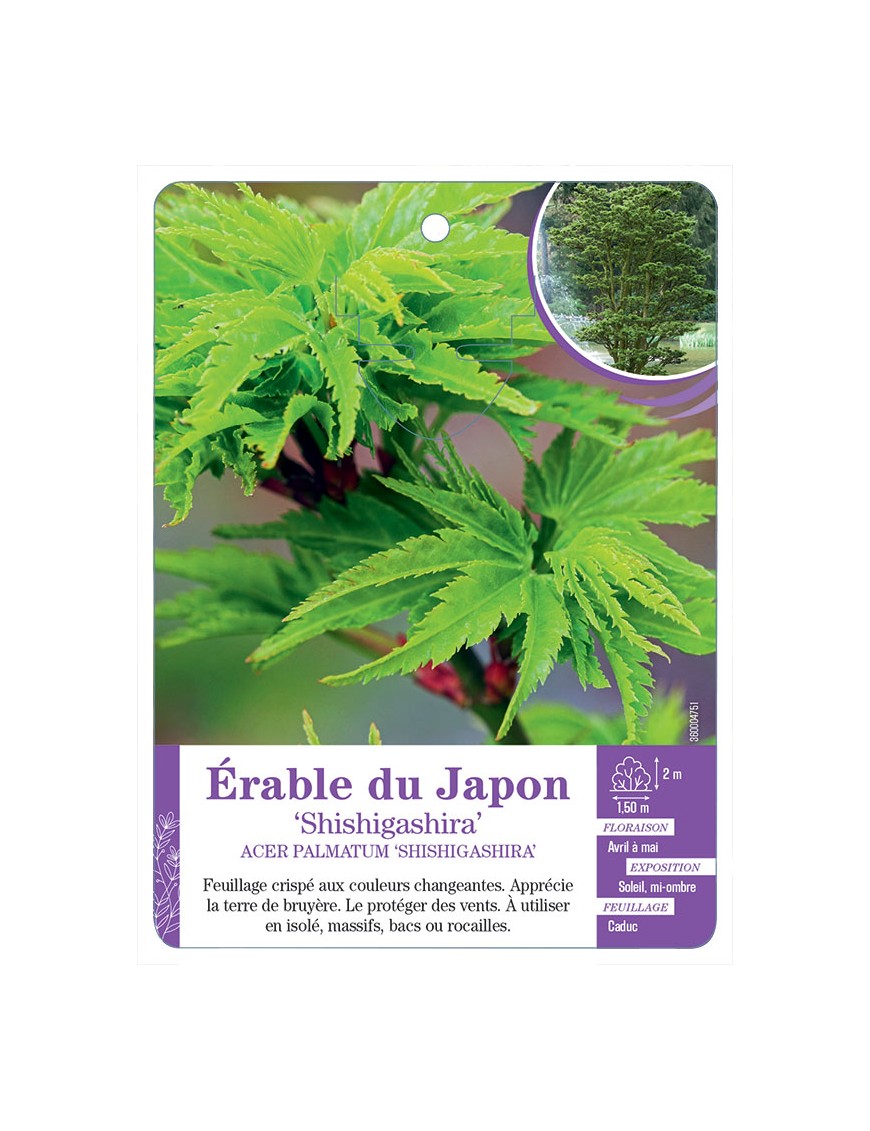 ACER PALMATUM SHISHIGASHIRA voir Érable du Japon