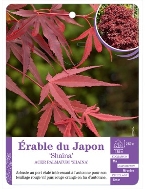 ACER PALMATUM SHAINA voir Érable du Japon