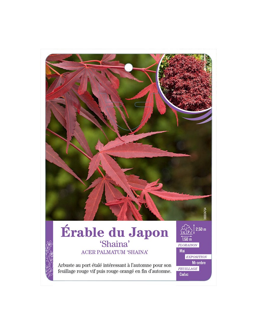 ACER PALMATUM SHAINA voir Érable du Japon