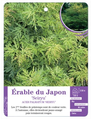 ACER PALMATUM SEIRYU voir Érable du Japon