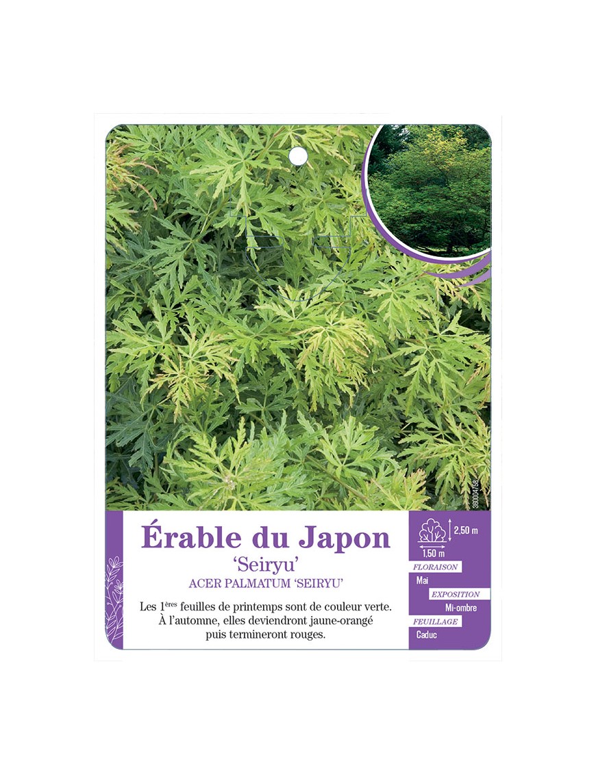 ACER PALMATUM SEIRYU voir Érable du Japon