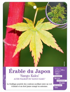 ACER PALMATUM SANGO KAKU voir Érable du Japon