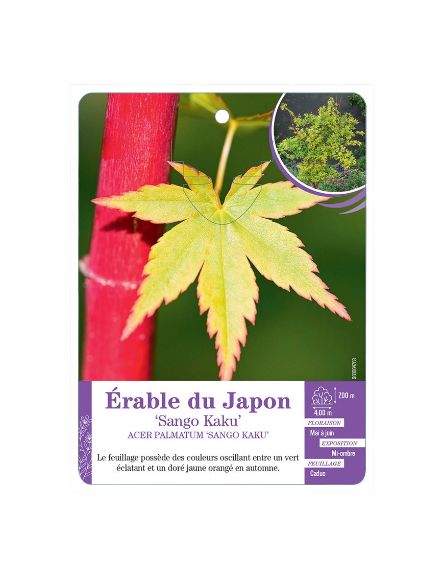 ACER PALMATUM SANGO KAKU voir Érable du Japon