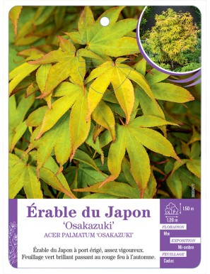 ACER PALMATUM OSAKAZUKI voir Érable du Japon