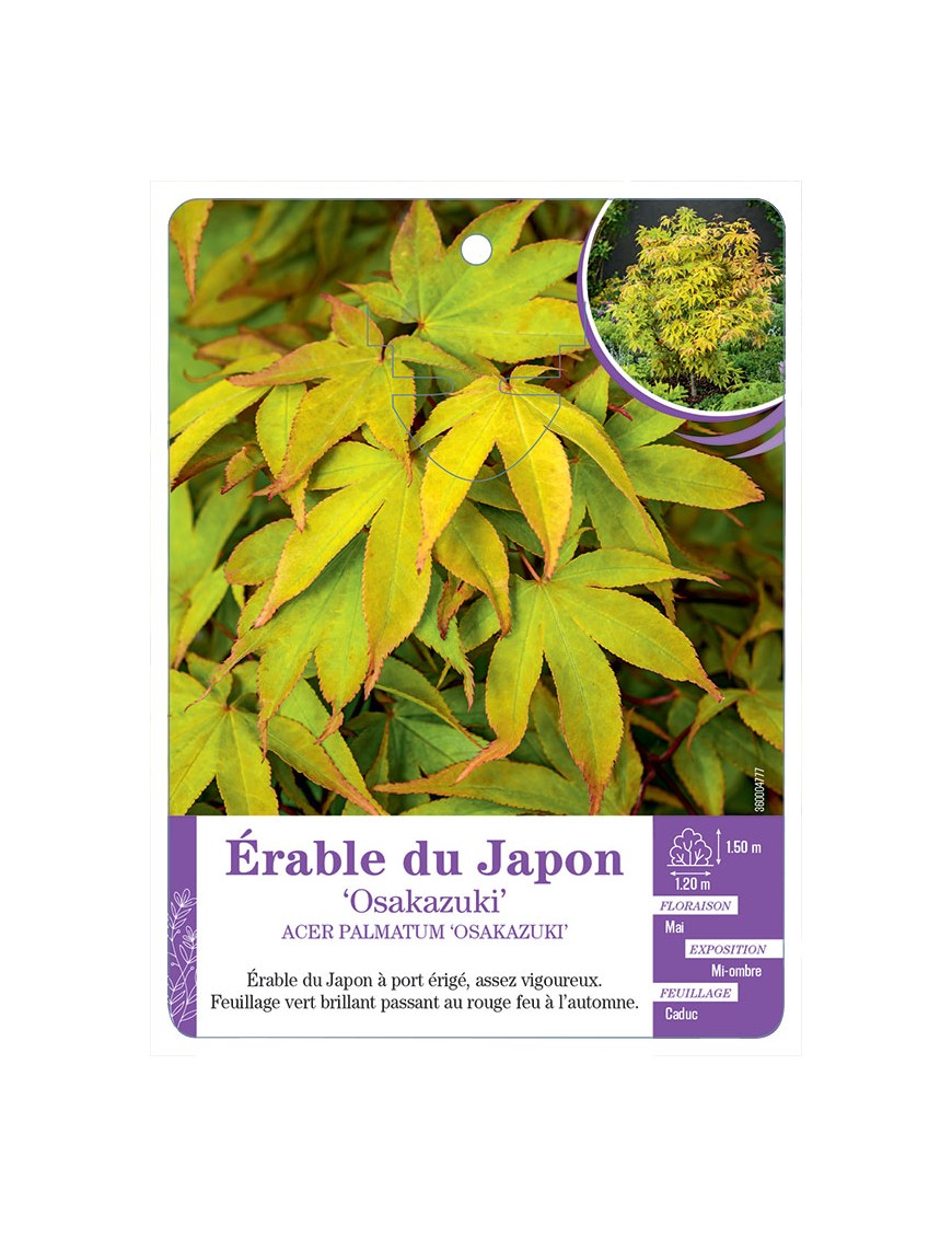 ACER PALMATUM OSAKAZUKI voir Érable du Japon