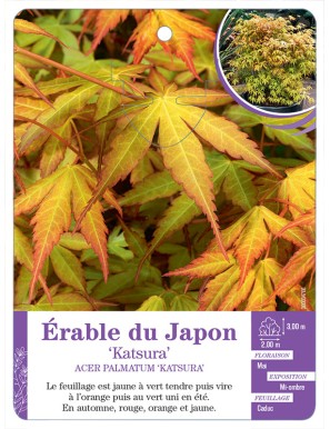 ACER PALMATUM KATSURA voir Érable du Japon