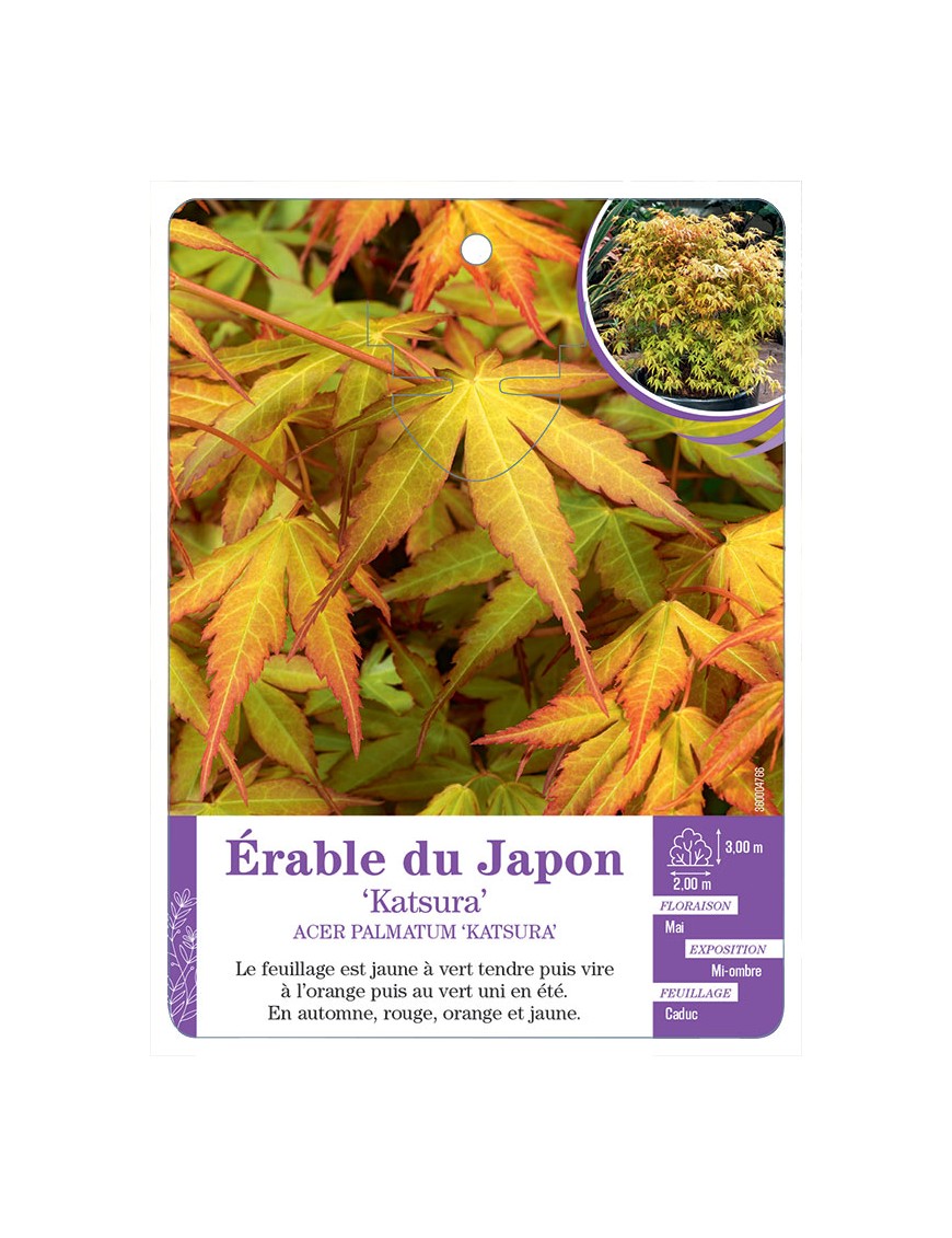 ACER PALMATUM KATSURA voir Érable du Japon