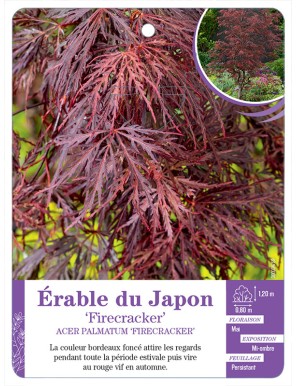 ACER PALMATUM FIRECRACKER voir Érable du Japon