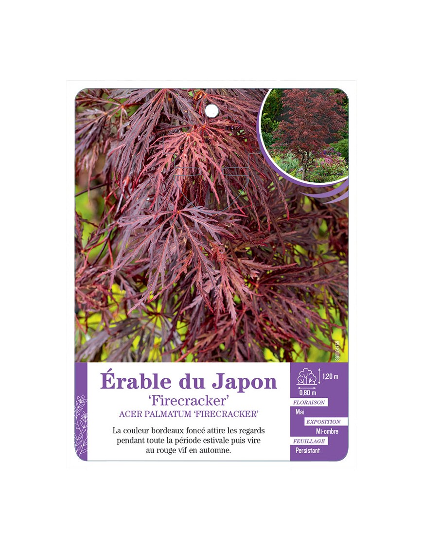 ACER PALMATUM FIRECRACKER voir Érable du Japon