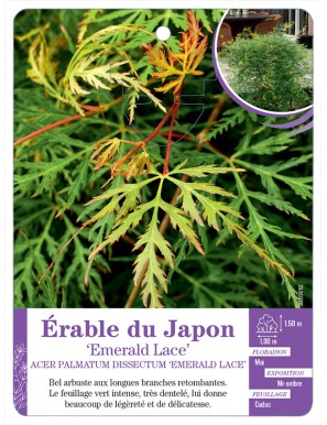 ACER PALMATUM DISSECTUM EMERALD LACE voir Érable du Japon