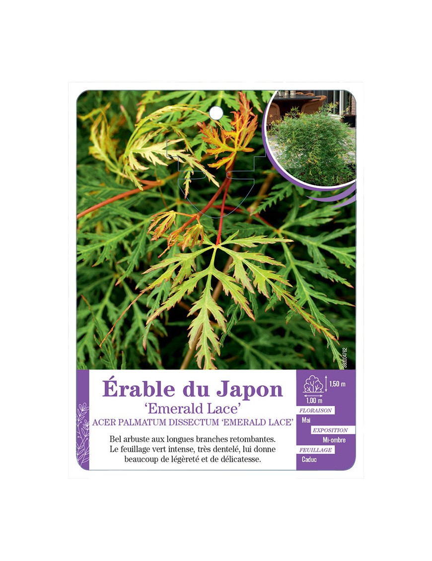 ACER PALMATUM DISSECTUM EMERALD LACE voir Érable du Japon