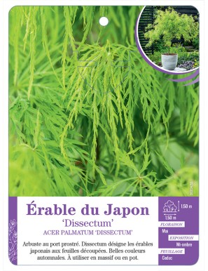 ACER PALMATUM DISSECTUM voir Érable du Japon