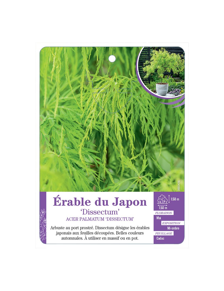 ACER PALMATUM DISSECTUM voir Érable du Japon