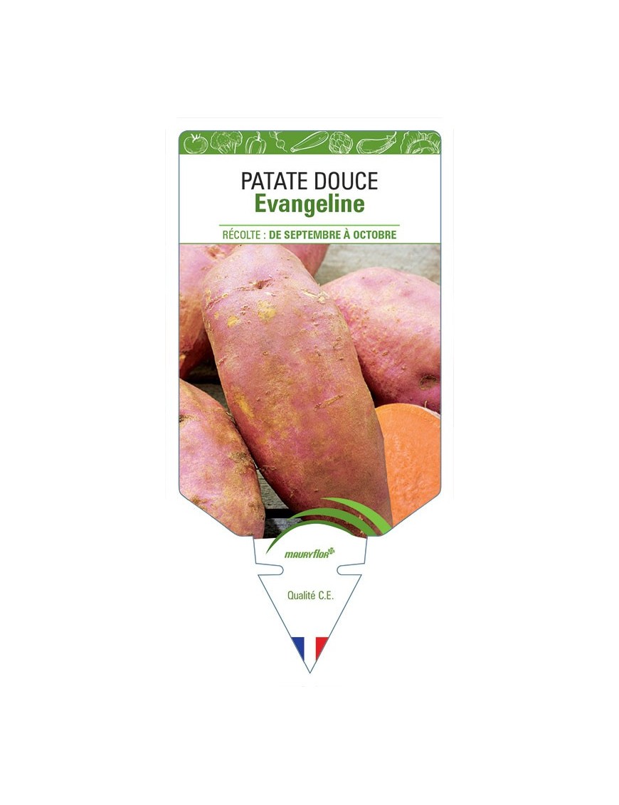 PATATE DOUCE EVANGELINE
