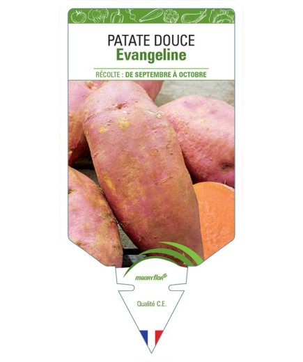 PATATE DOUCE EVANGELINE