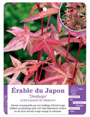 ACER PALMATUM DESHOJO voir Érable du Japon