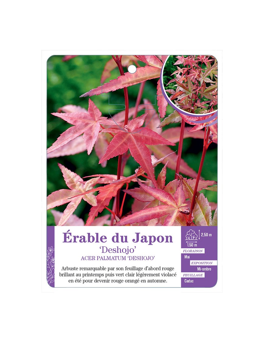 ACER PALMATUM DESHOJO voir Érable du Japon