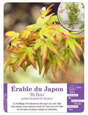 ACER PALMATUM BI HOO voir Érable du Japon