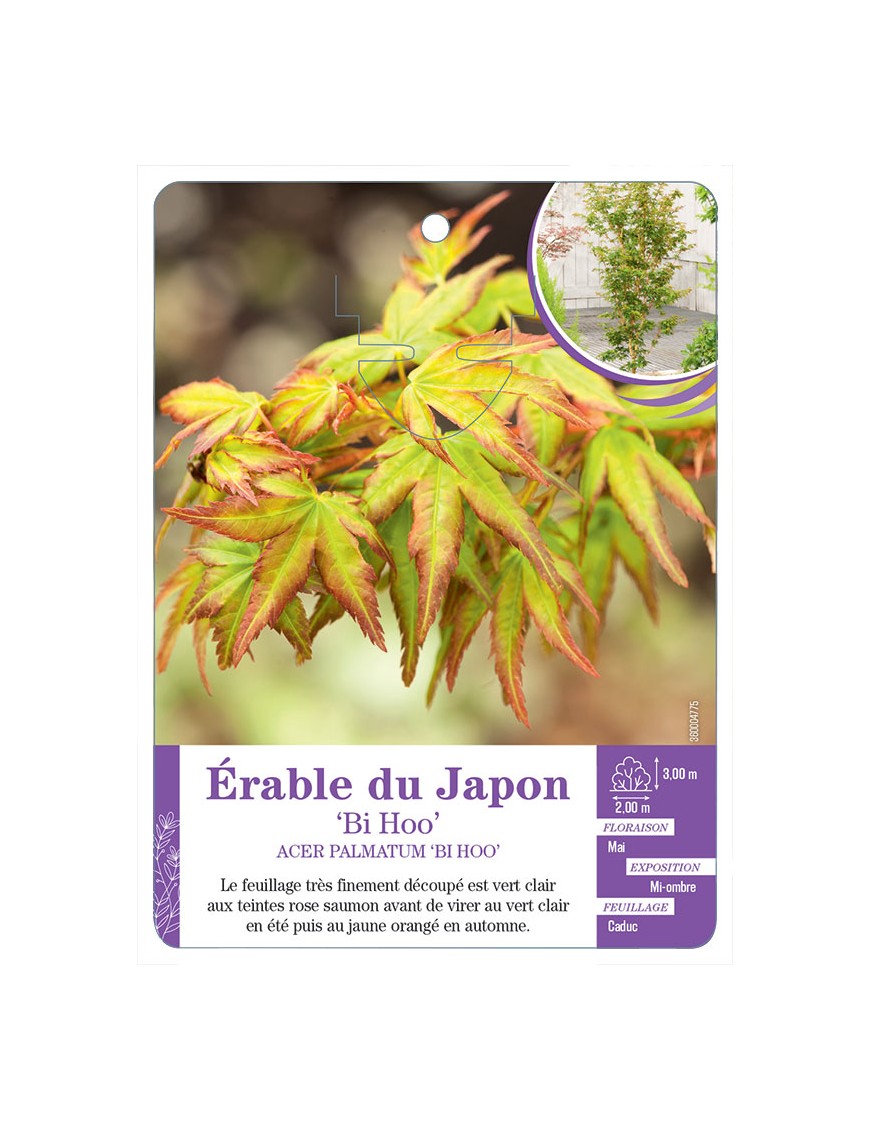 ACER PALMATUM BI HOO voir Érable du Japon