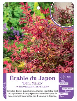 ACER PALMATUM BENI MAIKO voir Érable du Japon