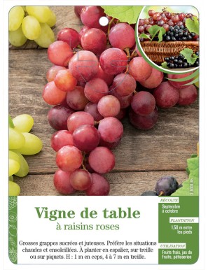 Vigne de table à raisins roses