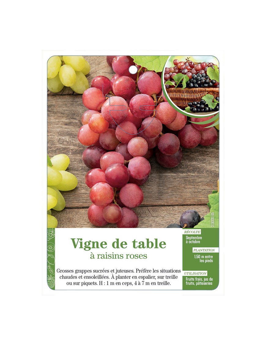 Vigne de table à raisins roses