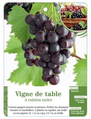 Vigne de table à raisins noirs