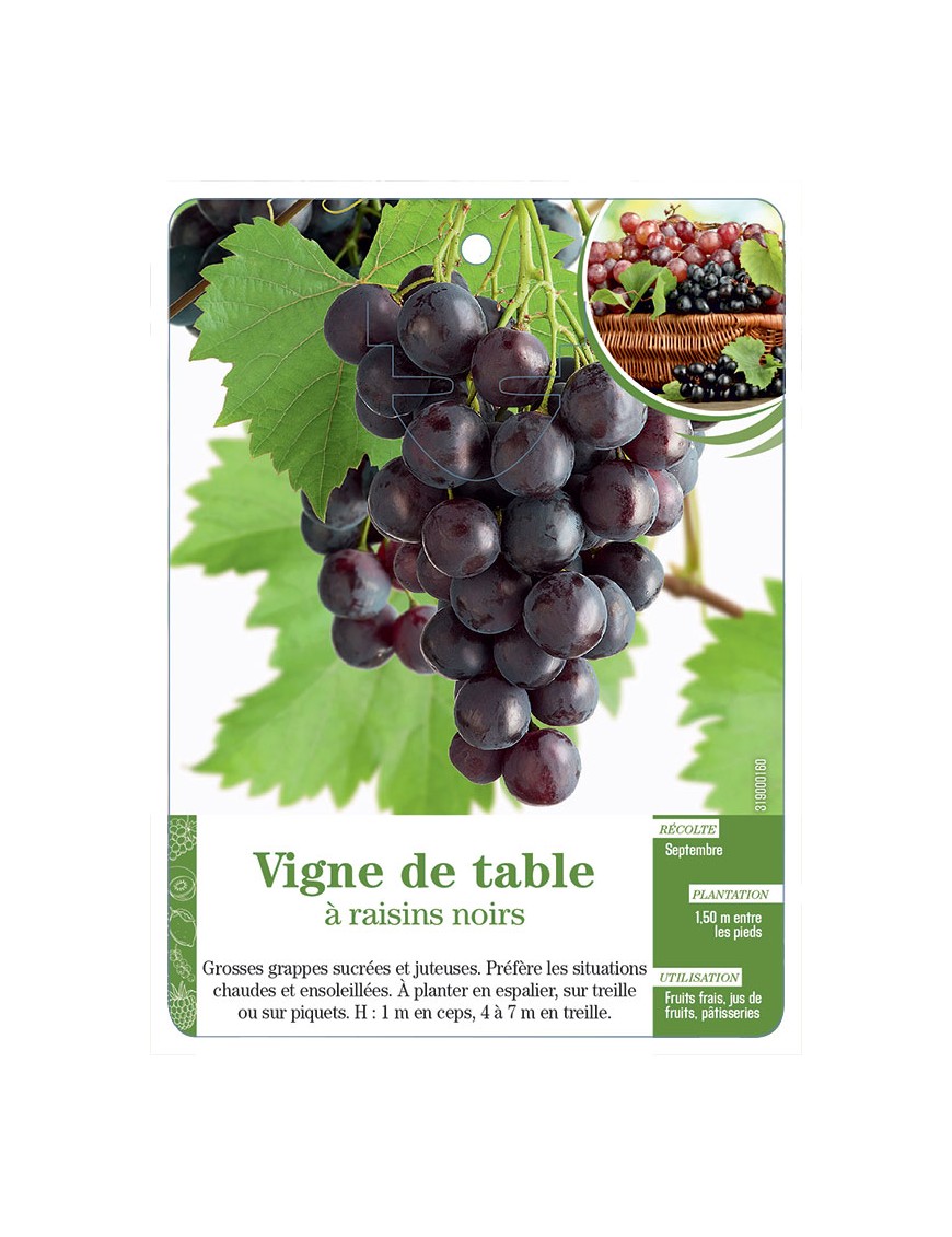 Vigne de table à raisins noirs