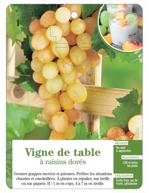 Vigne de table à raisins dorés