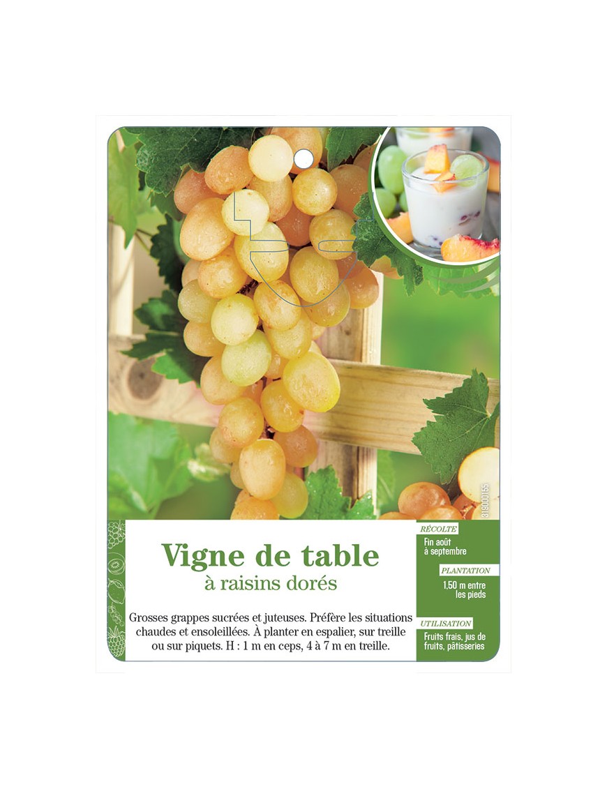 Vigne de table à raisins dorés