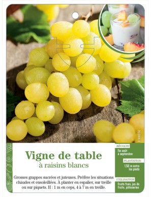 Vigne de table à raisins blancs