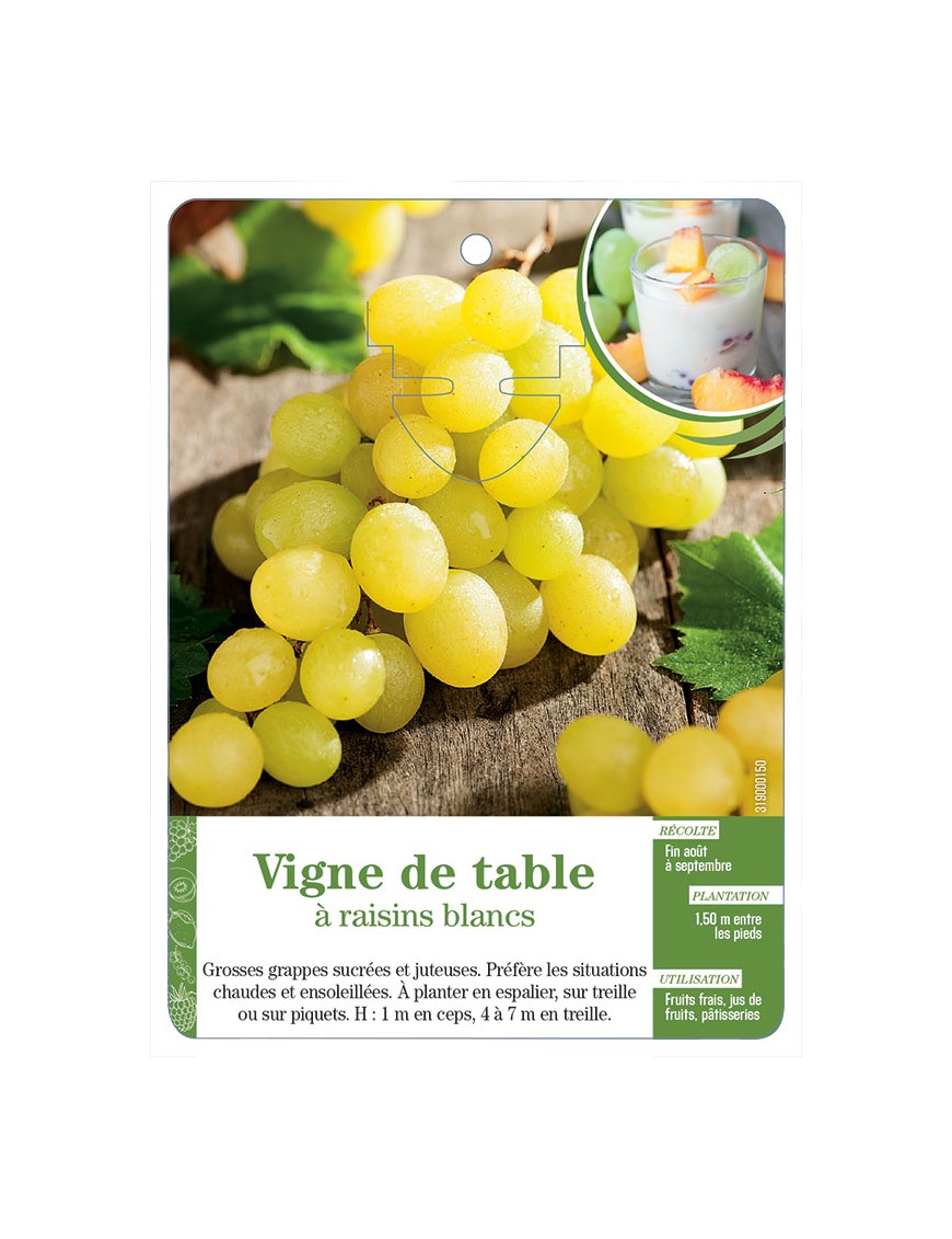 Vigne de table à raisins blancs