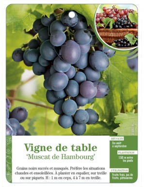 Vigne de table ‘Muscat de Hambourg’