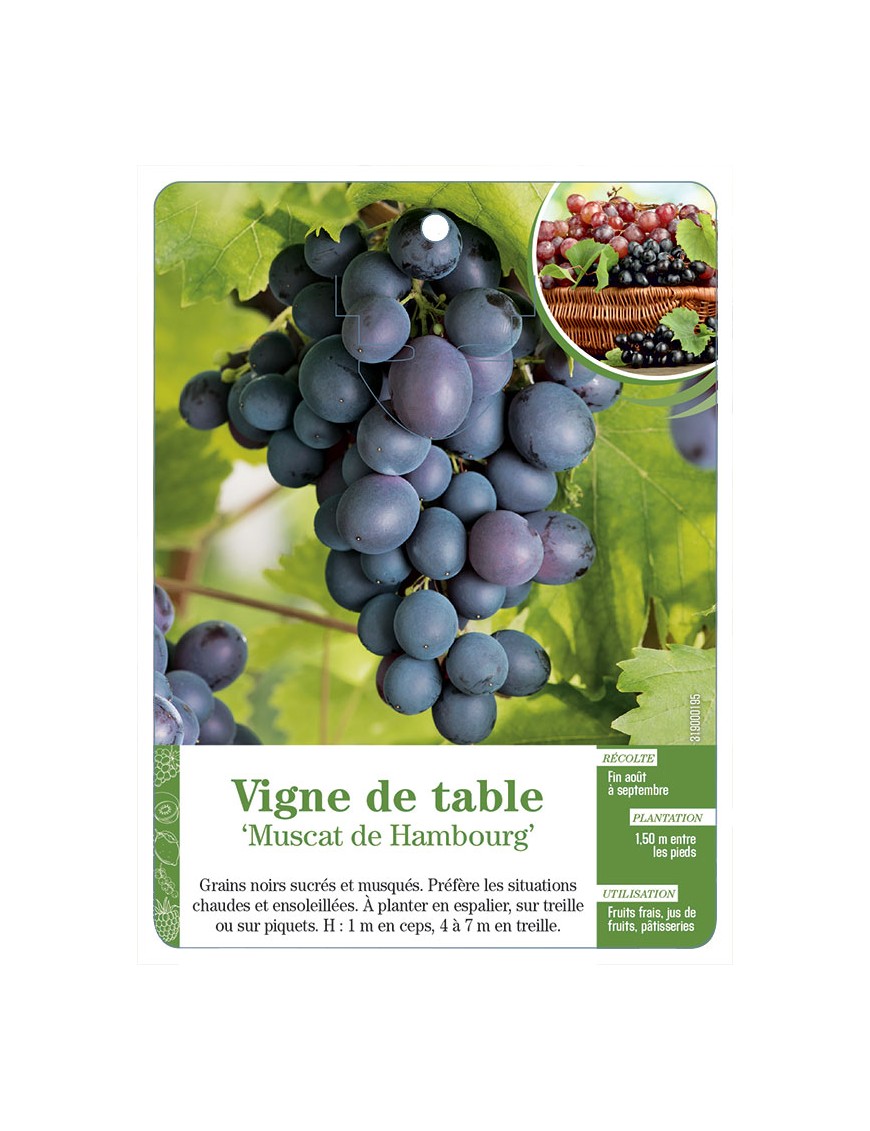 Vigne de table ‘Muscat de Hambourg’