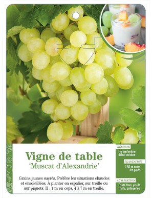 Vigne de table ‘Muscat d’Alexandrie’