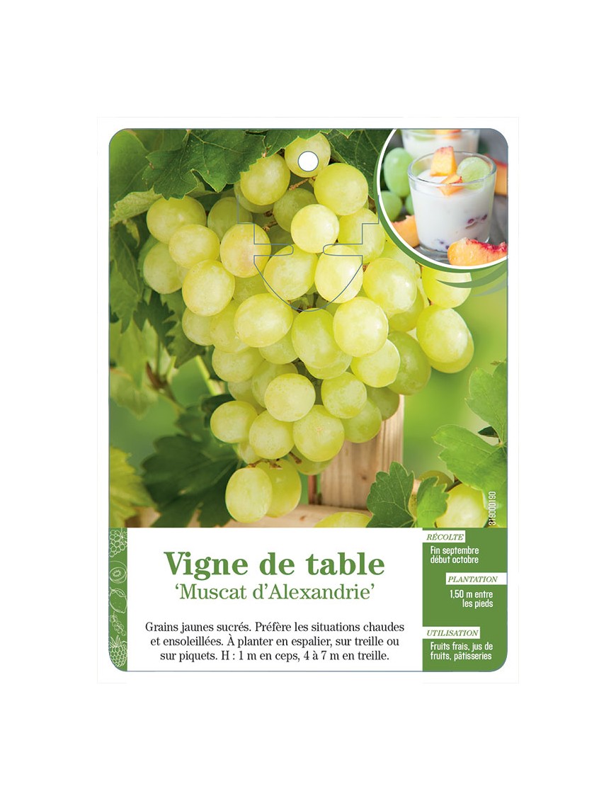 Vigne de table ‘Muscat d’Alexandrie’