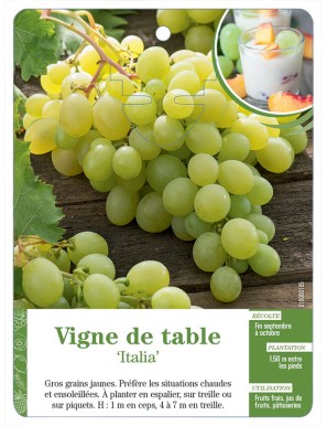 Vigne de table ‘Italia’