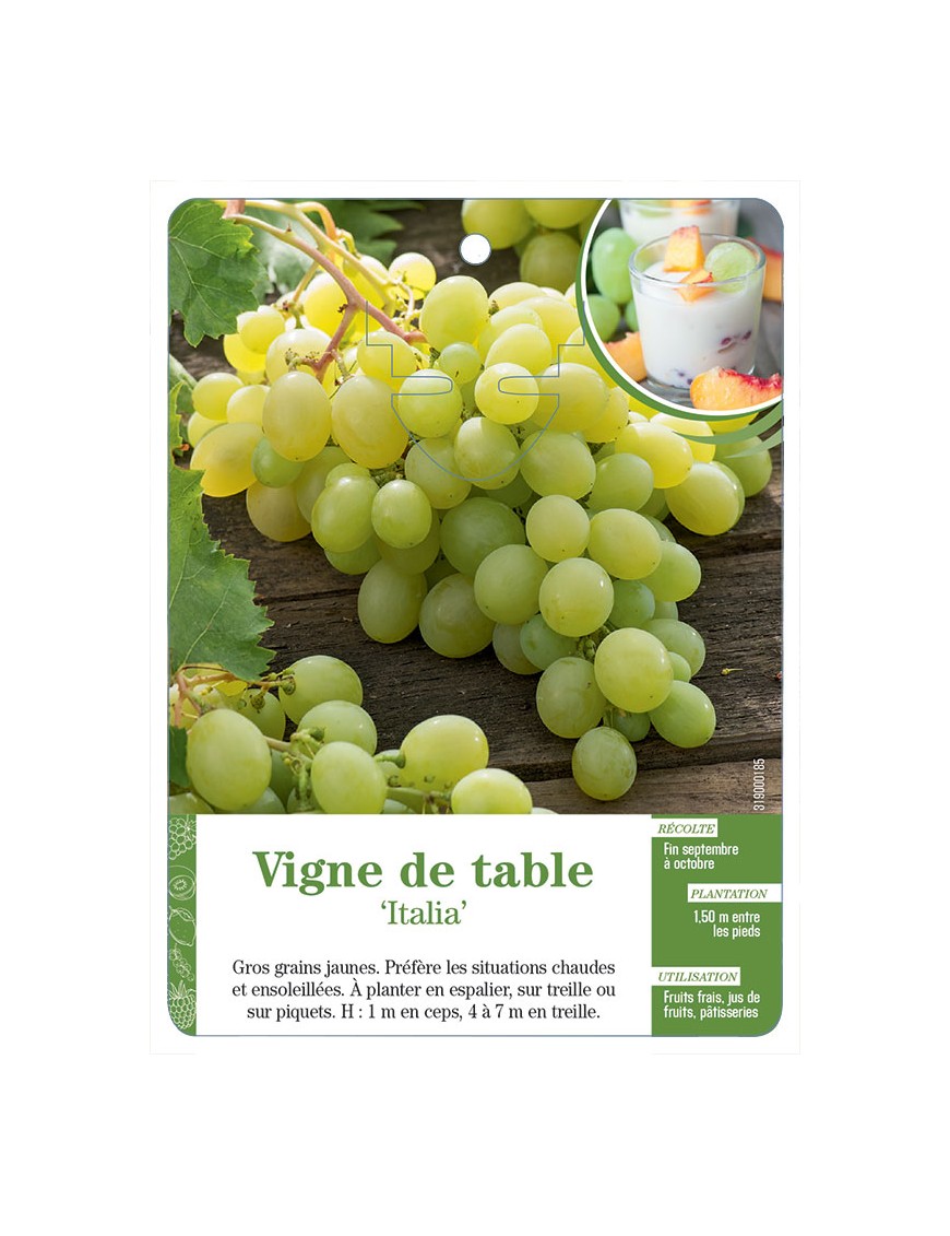 Vigne de table ‘Italia’