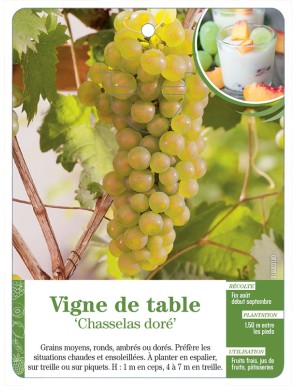 Vigne de table ‘Chasselas doré’