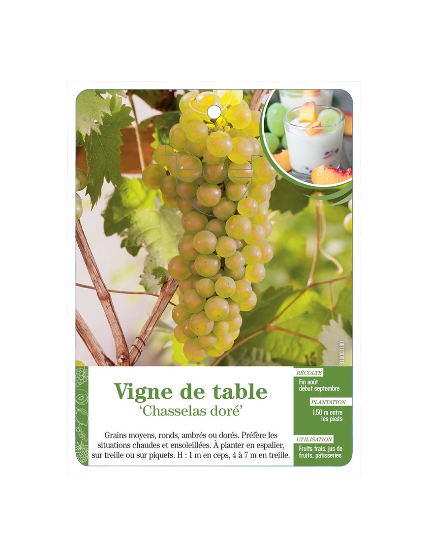 Vigne de table ‘Chasselas doré’